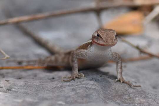 Imagem de Sceloporus chrysostictus Cope 1866