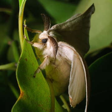 Imagem de Bombyx mori Linnaeus 1758