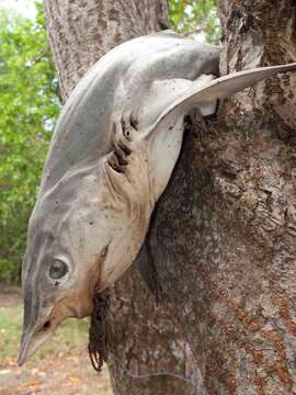 Слика од Carcharhinus sorrah (Müller & Henle 1839)