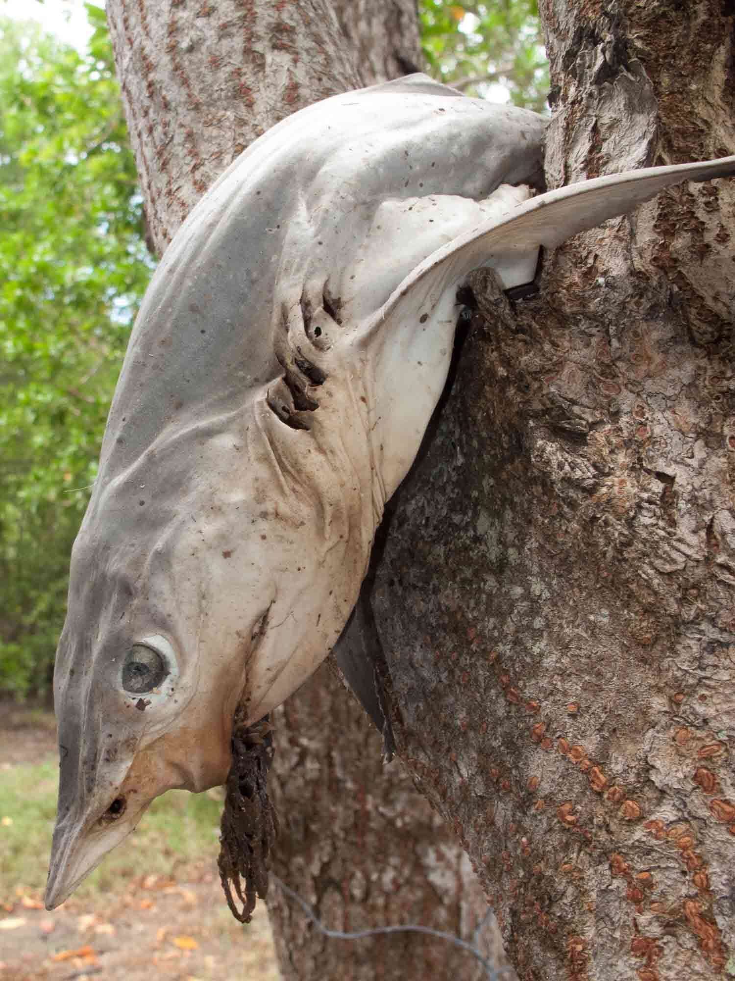 Image of Spottail Shark