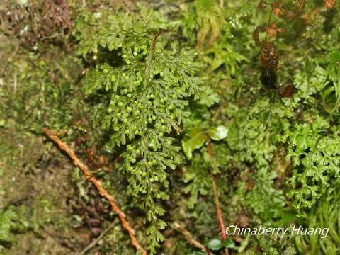 Image of <i>Hymenophyllum polyanthon</i>