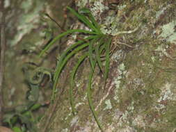 Imagem de Holcoglossum quasipinifolium (Hayata) Schltr.