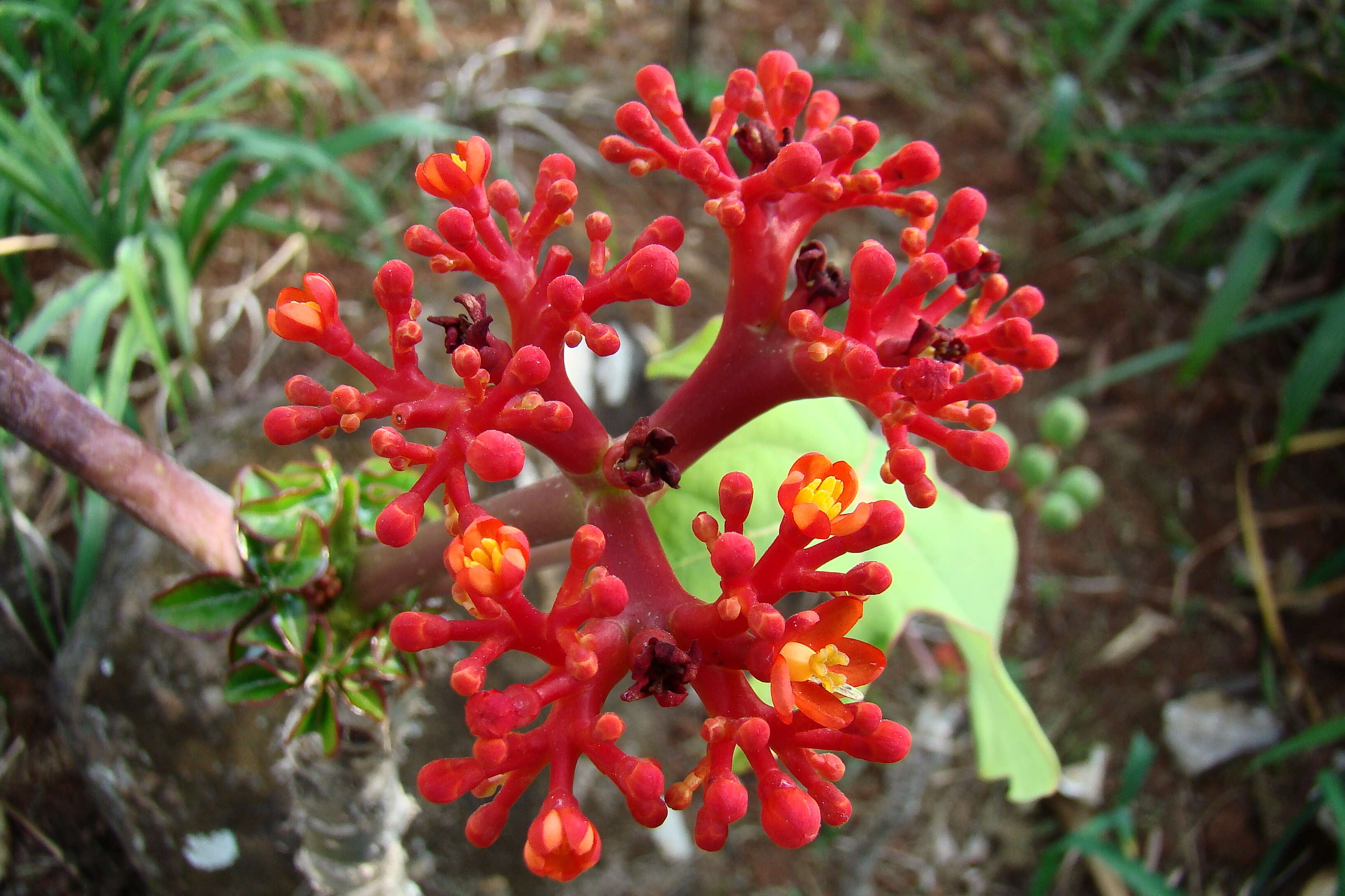 Image of goutystalk nettlespurge