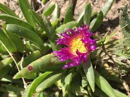 Imagem de Carpobrotus glaucescens (Haw.) Schwant.