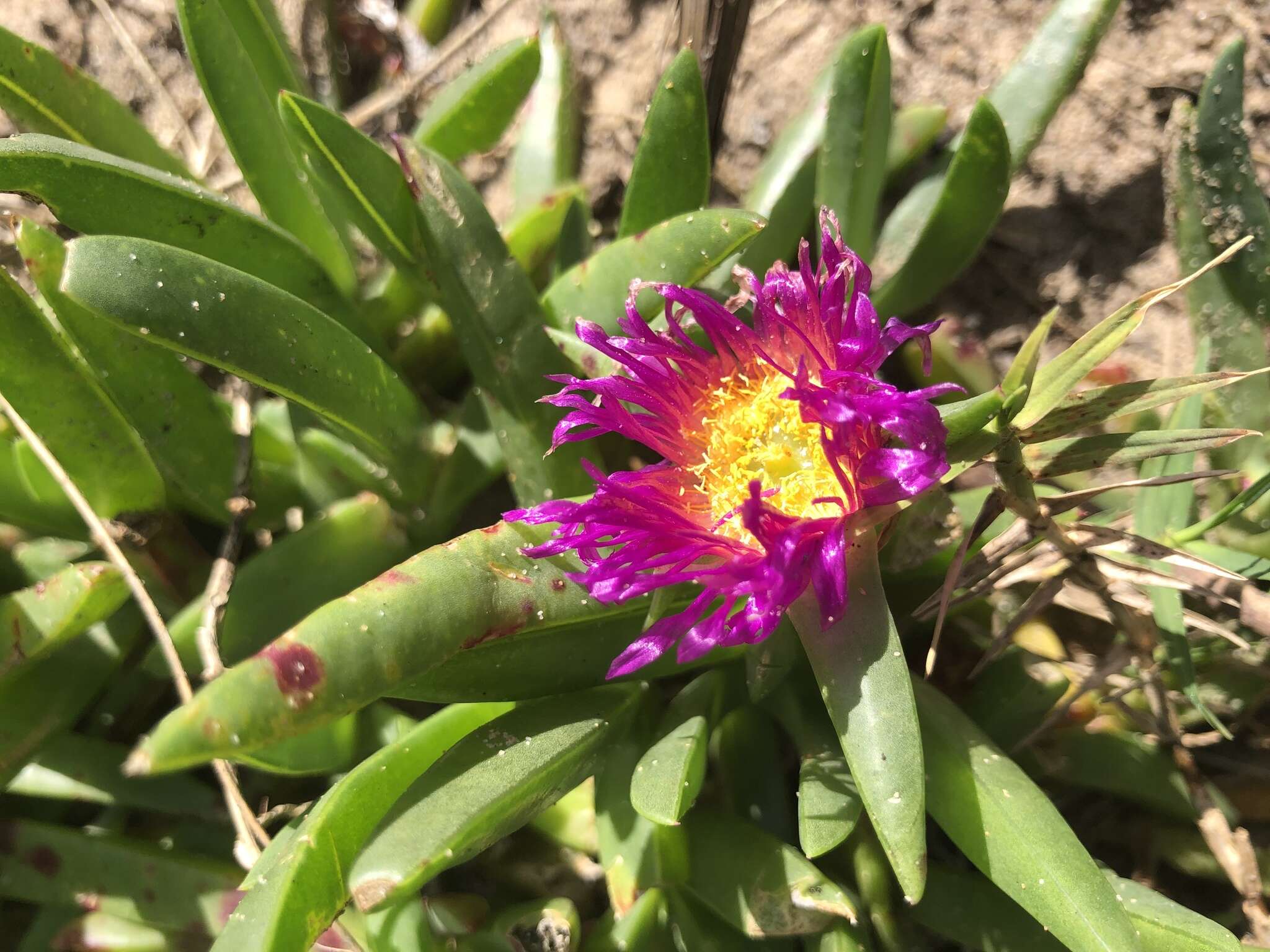 Imagem de Carpobrotus glaucescens (Haw.) Schwant.