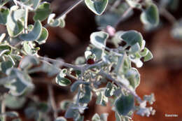 Image of Chenopodium curvispicatum P. G. Wilson