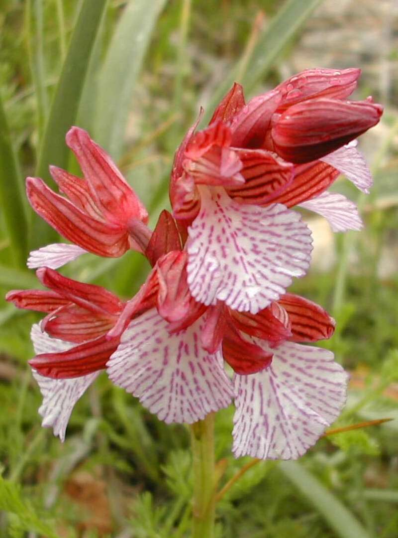 Image of Butterfly orchid