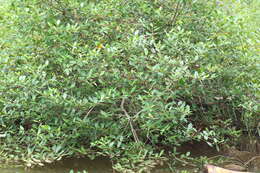 Image of Mangrove