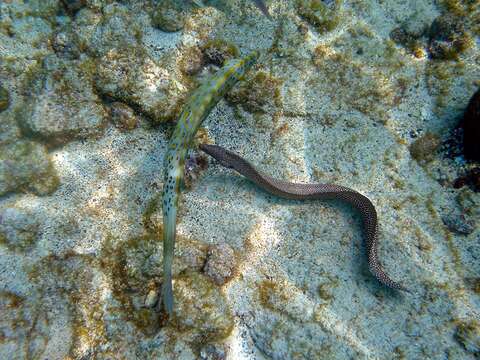 Image of Bastard Eel