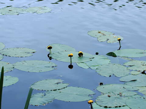 Image of Yellow Water-lily