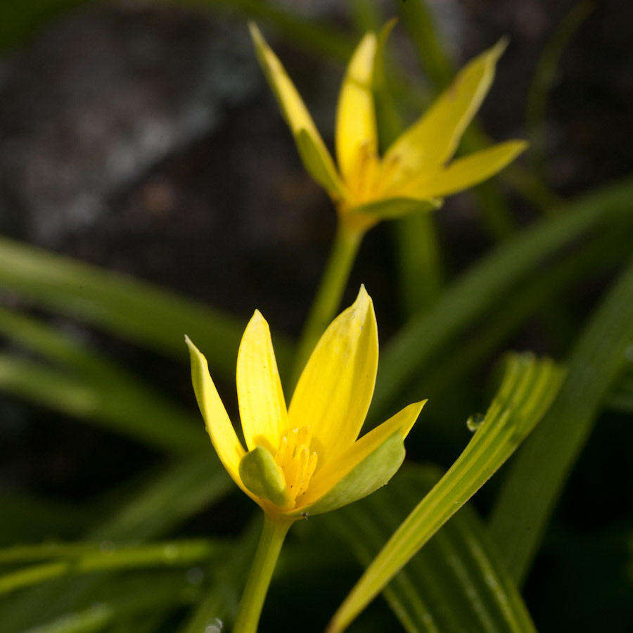 Image of Empodium veratrifolium (Willd.) M. F. Thomps.