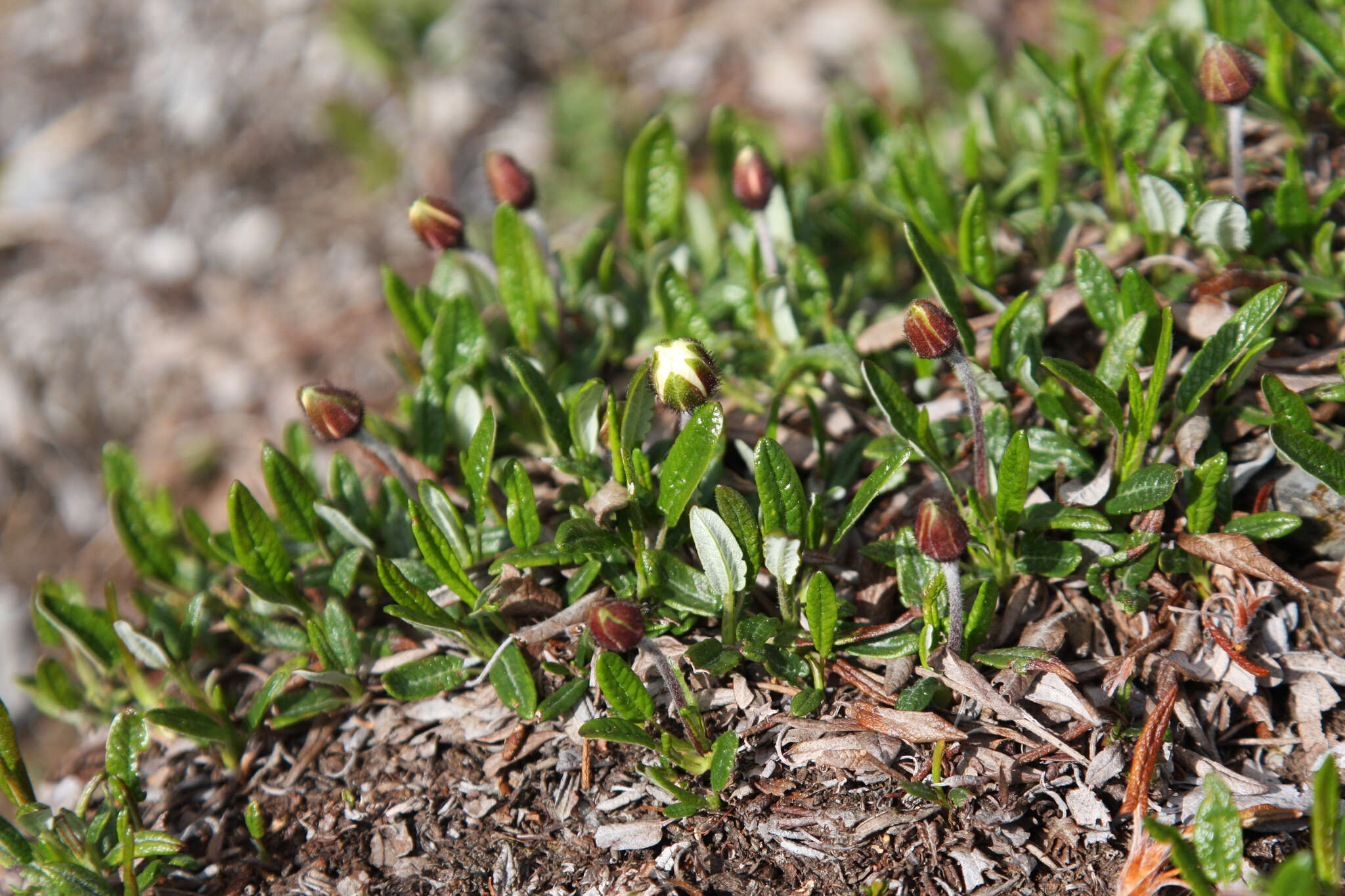 Image of entireleaf mountain-avens