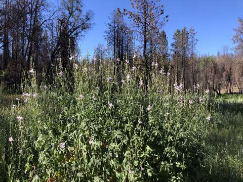 صورة Sidalcea gigantea G. Clifton, R. E. Buck & S. R. Hill