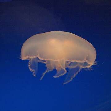 Image of Pacific moon jelly