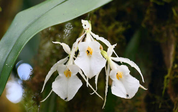 Image of Trichopilia fragrans (Lindl.) Rchb. fil.