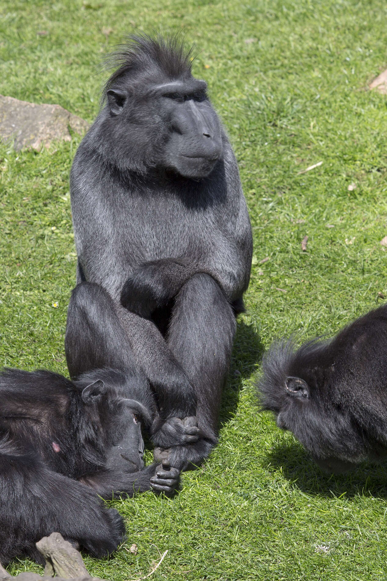 Image of Celebes crested macaque