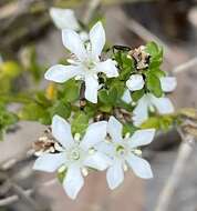 Image of Orianthera serpyllifolia (R. Br.) C. S. P. Foster & B. J. Conn