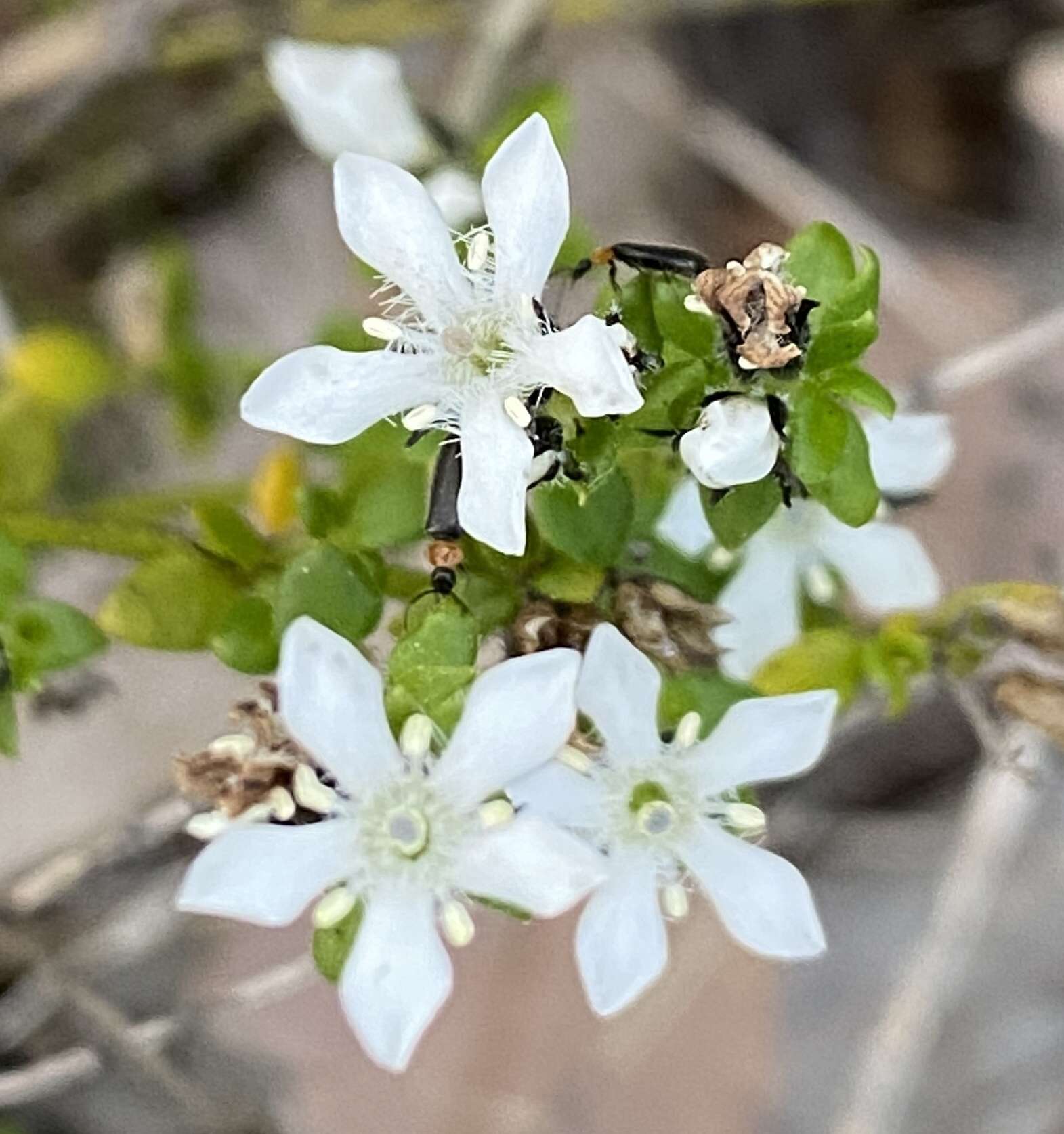 Image of Orianthera serpyllifolia (R. Br.) C. S. P. Foster & B. J. Conn