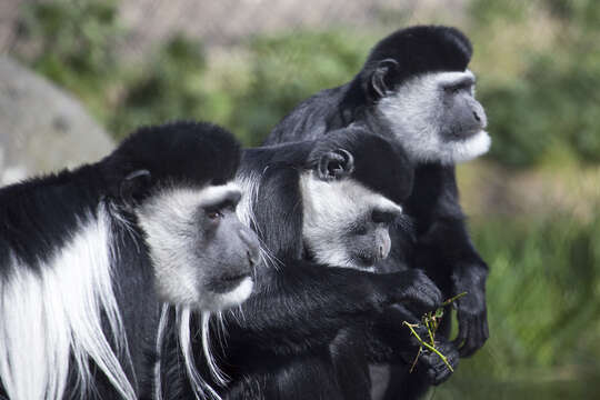 Image of Mantled Colobus