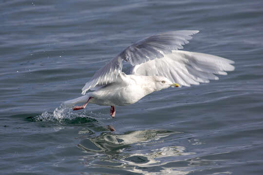 Image of Iceland Gull