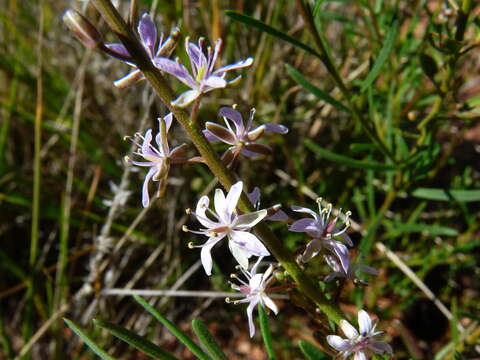 Image of Lepidium phlebopetalum (F. Muell.) F. Muell.