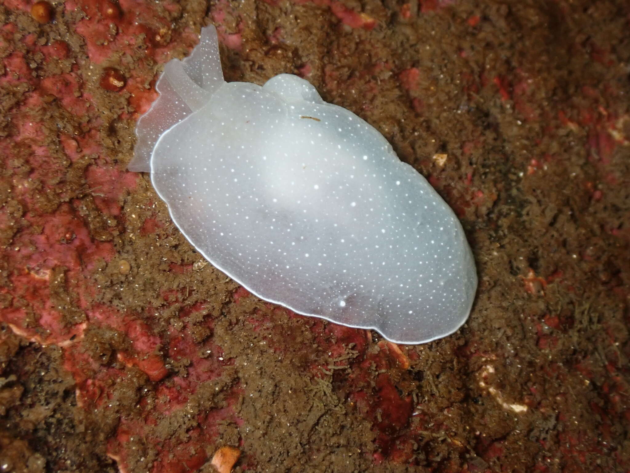 Image of Berthella chacei (J. Q. Burch 1944)