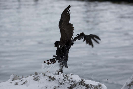 Image of European Shag