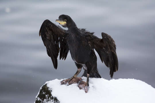 Image of European Shag