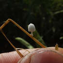 Coprinopsis urticicola (Berk. & Broome) Redhead, Vilgalys & Moncalvo 2001 resmi