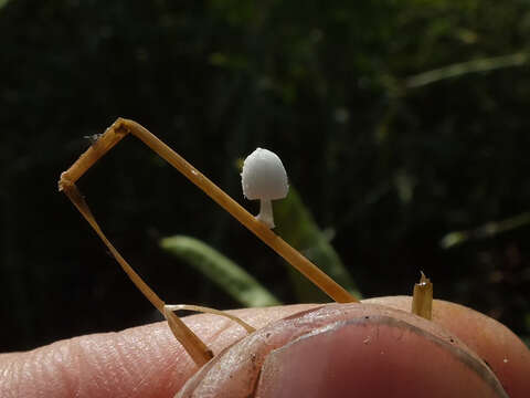 Coprinopsis urticicola (Berk. & Broome) Redhead, Vilgalys & Moncalvo 2001的圖片