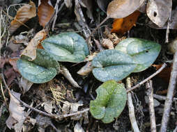 Image of Asarum rigescens var. brachypodion T. Sugaw.