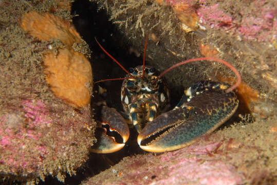 Image of Common lobster