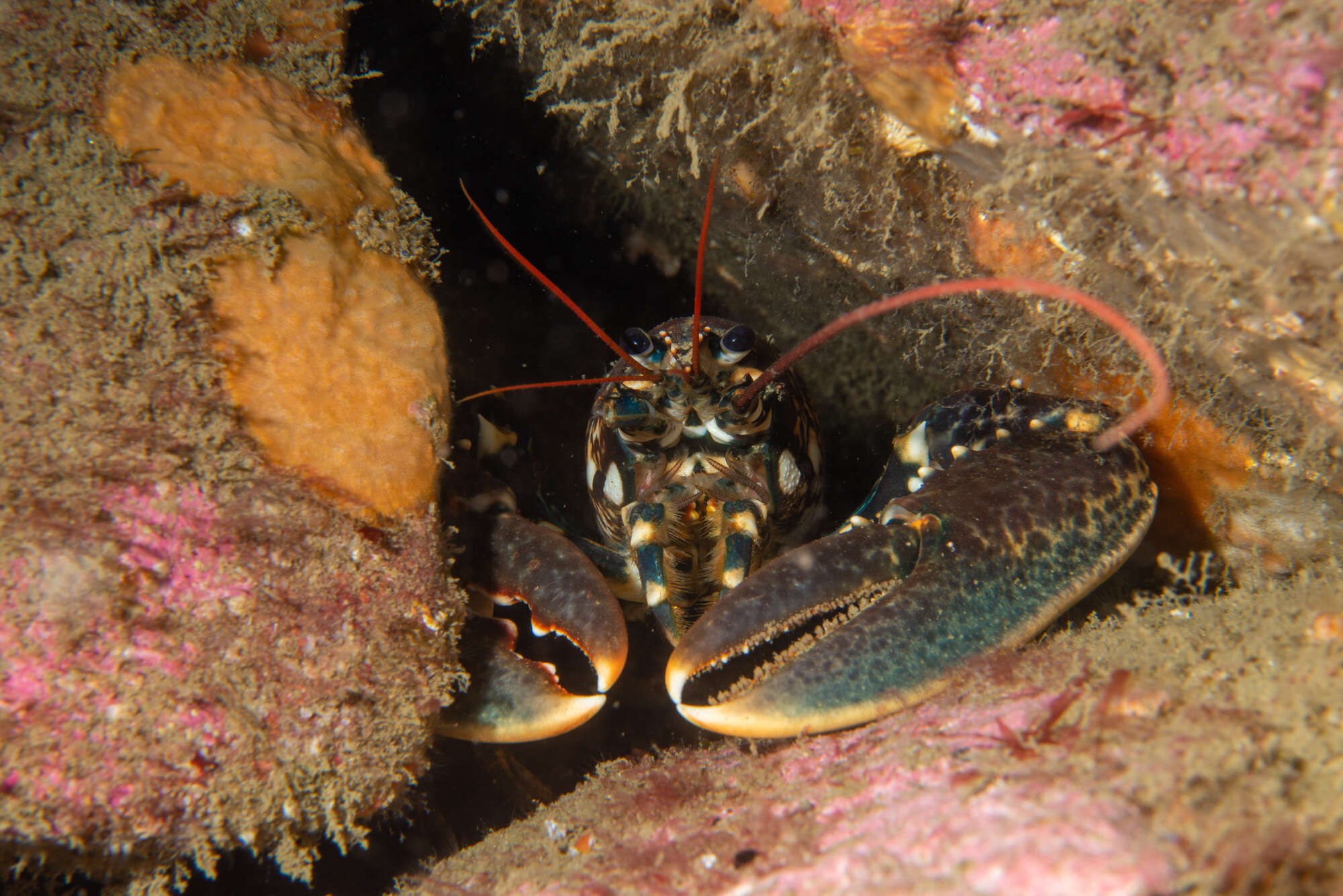 Image of Common lobster