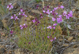 Слика од Arabis aculeolata Greene