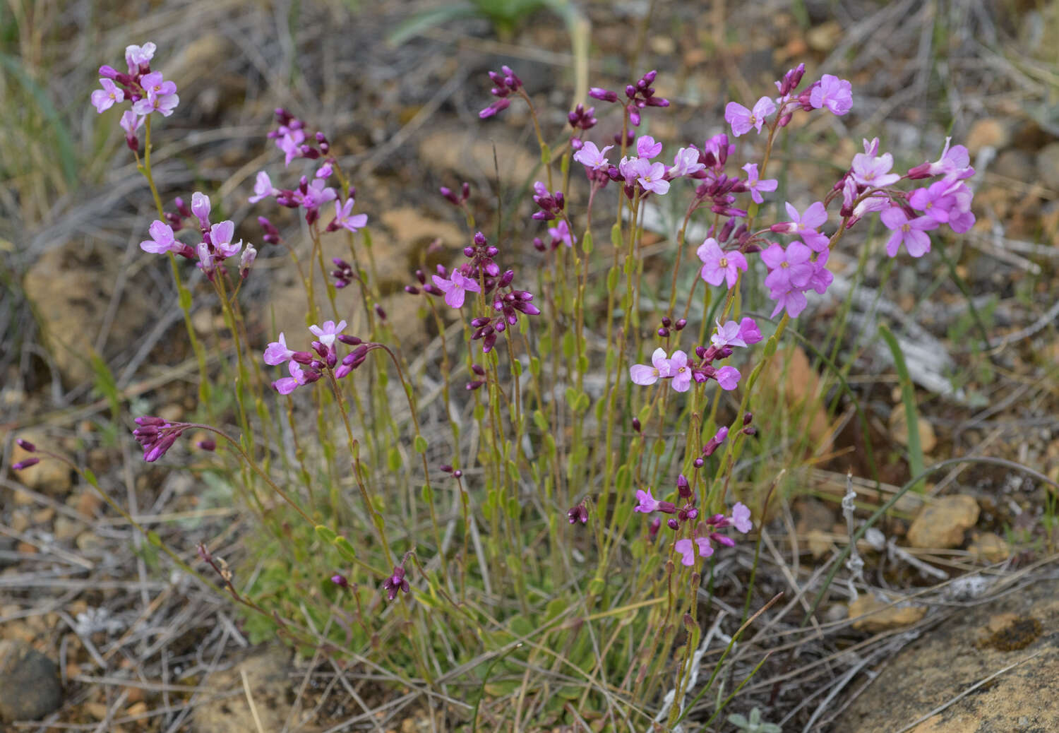 Слика од Arabis aculeolata Greene