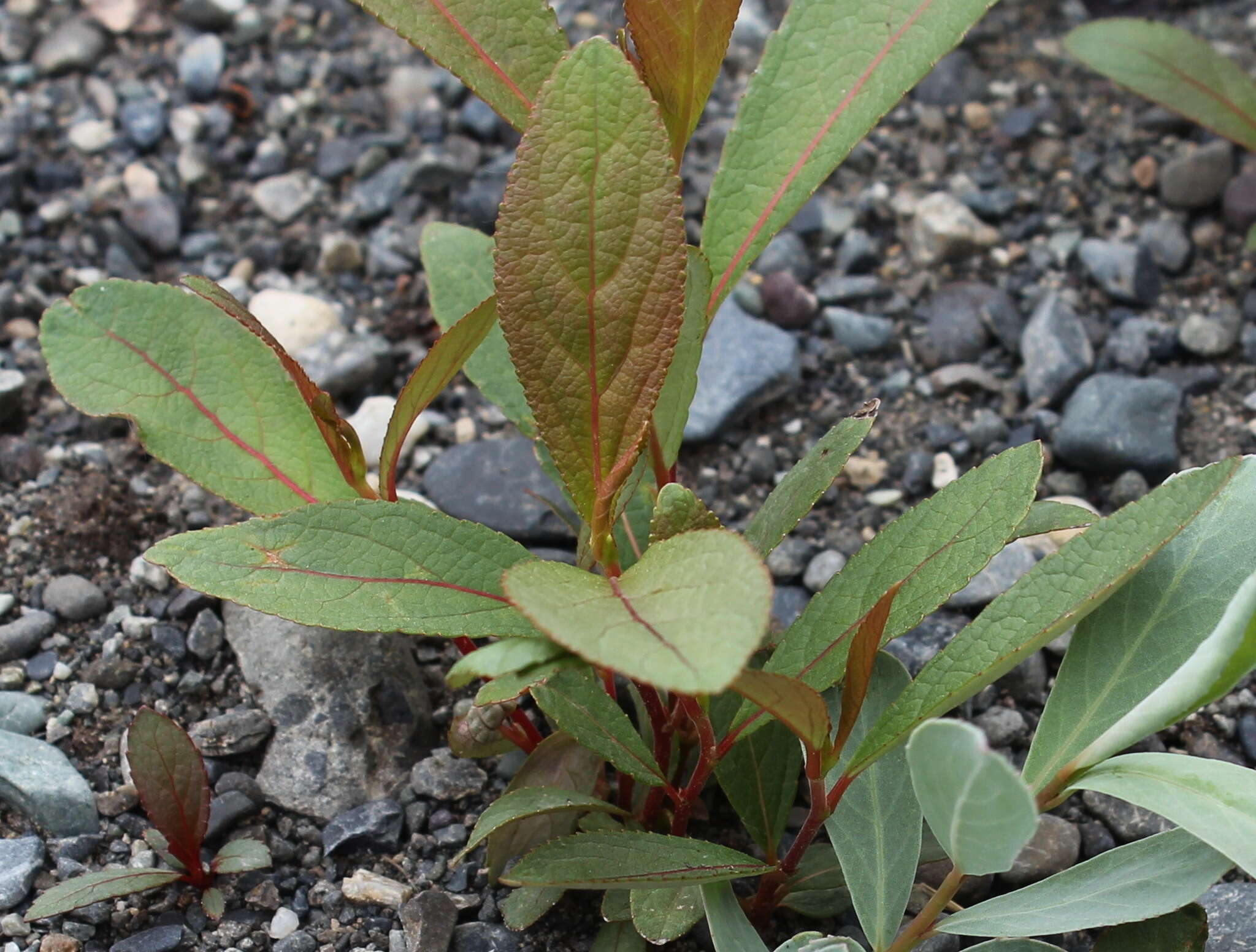 Image of Populus suaveolens Fisch.