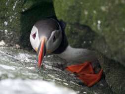 Image of Puffin