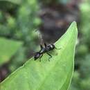 Myrmecothea myrmecoides (Loew 1860)的圖片