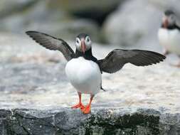 Image of Puffin