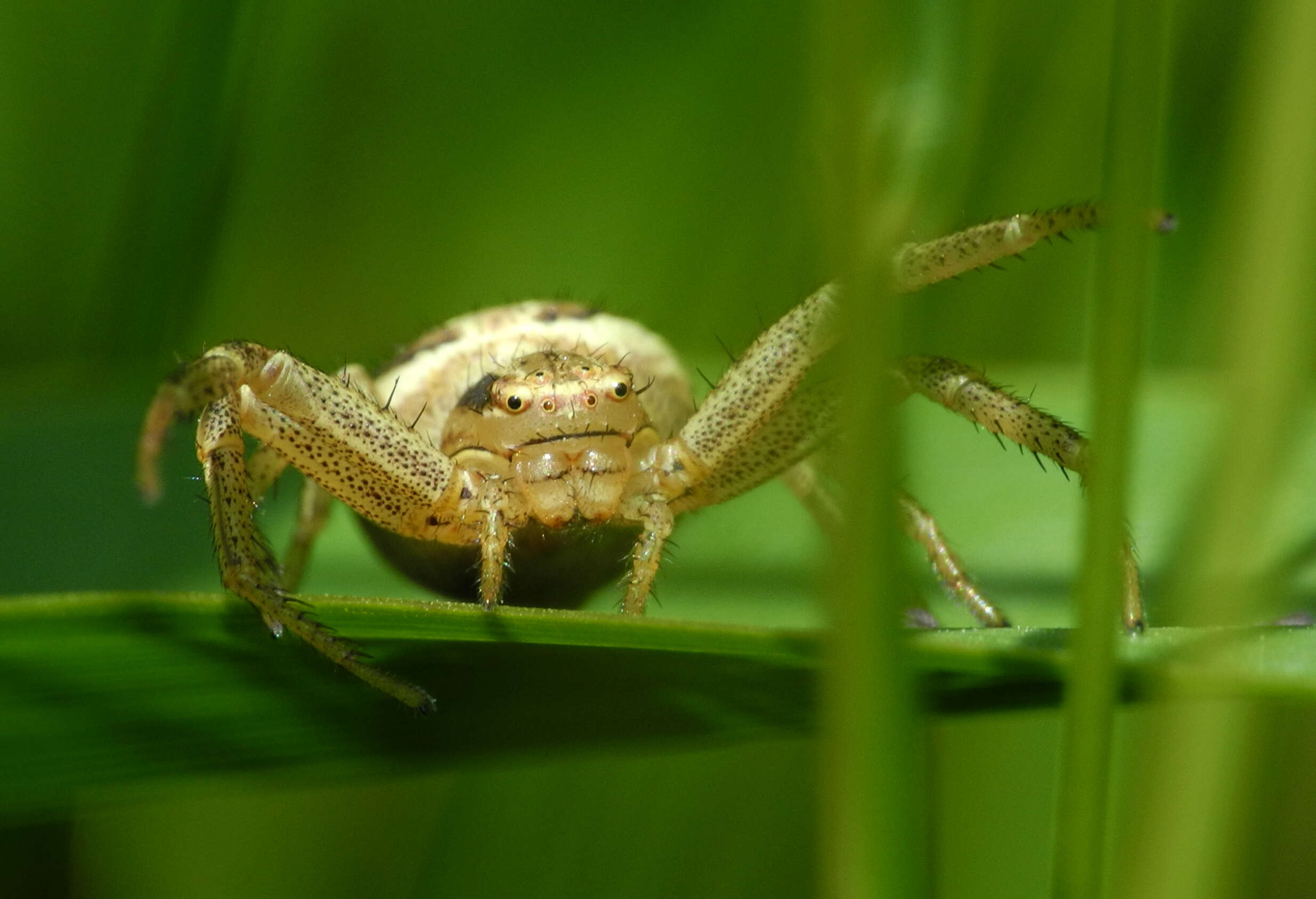 Image of Xysticus ulmi (Hahn 1831)