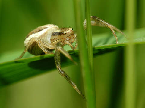 Image of Xysticus ulmi (Hahn 1831)