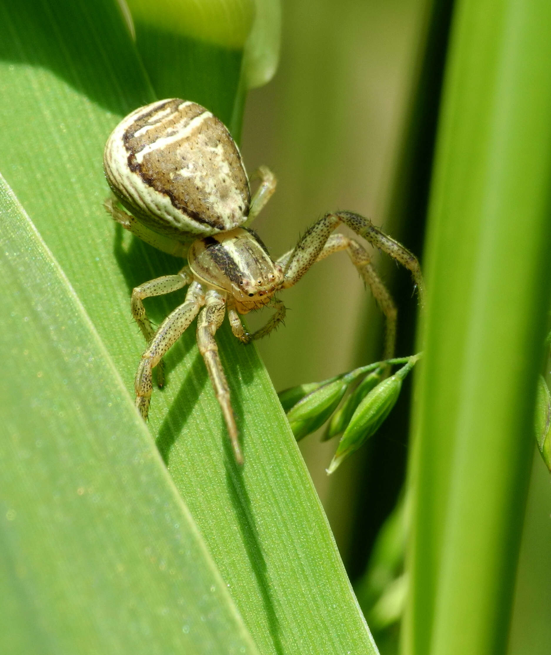 Image of Xysticus ulmi (Hahn 1831)