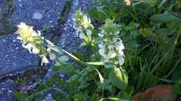 Слика од Stachys ocymastrum (L.) Briq.