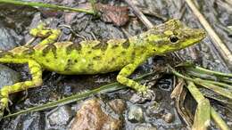 Image of Anolis umbrivagus Bernal-carlo & Roze 2005