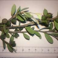 Image of Australian myrtle