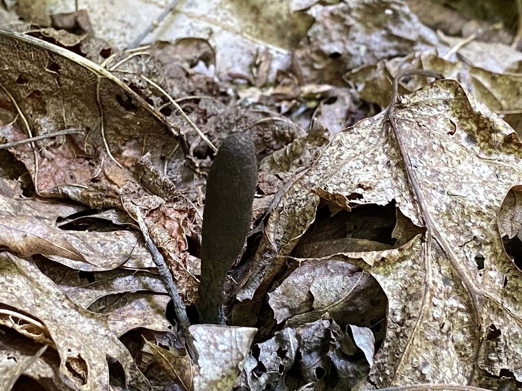 Image of Xylaria ellisii