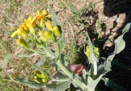 Image of Quayle's ragwort