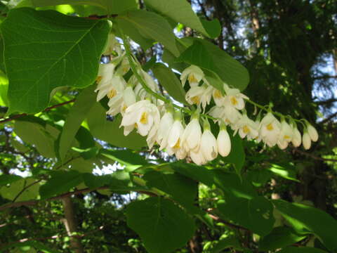 Image of Styrax obassia Siebold & Zucc.