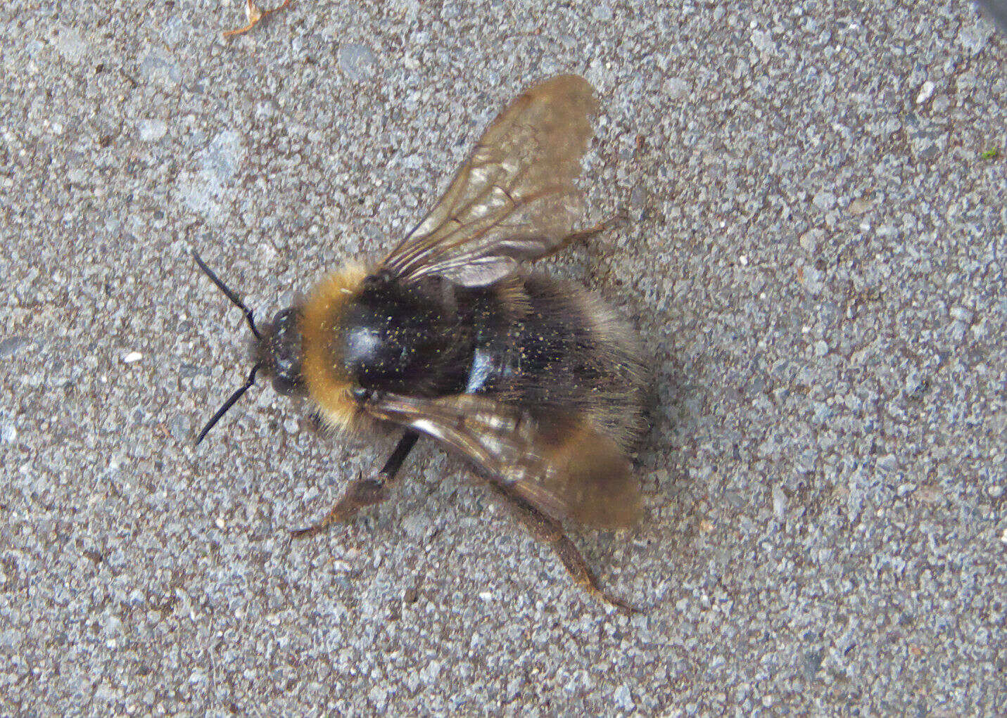 Image of Buff-tailed bumblebee