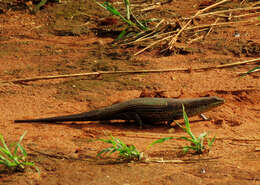 Image of Short-necked Skink